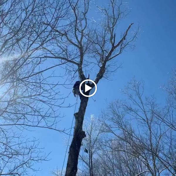 Tree Fellers LLC