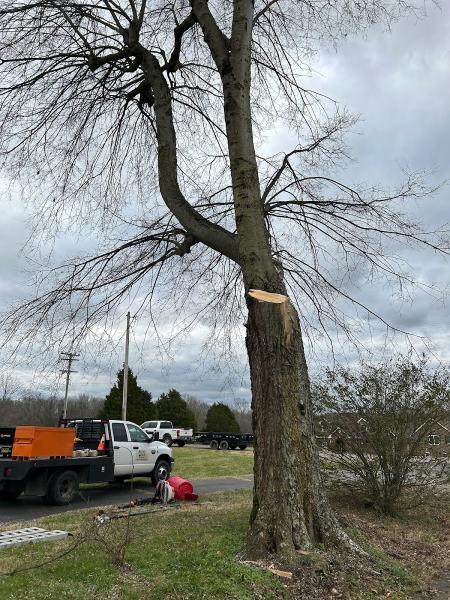Tree Fellers LLC