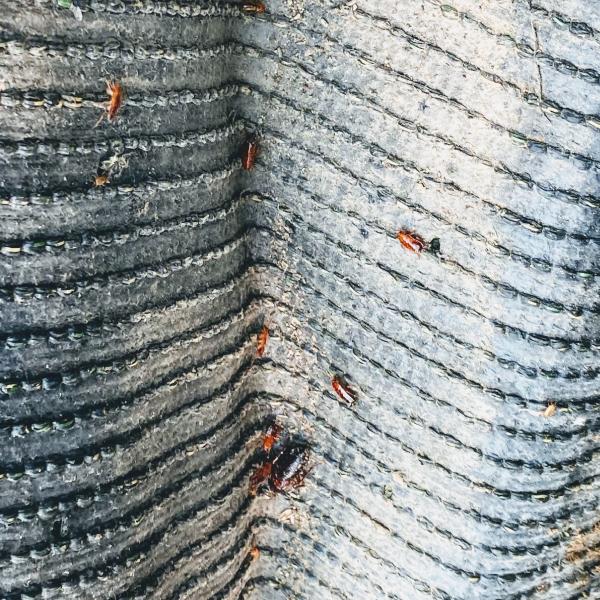 Valora Pest Control
