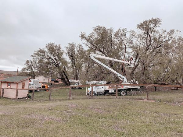Aesthetic Tree Service