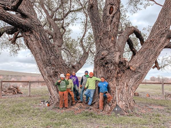 Aesthetic Tree Service