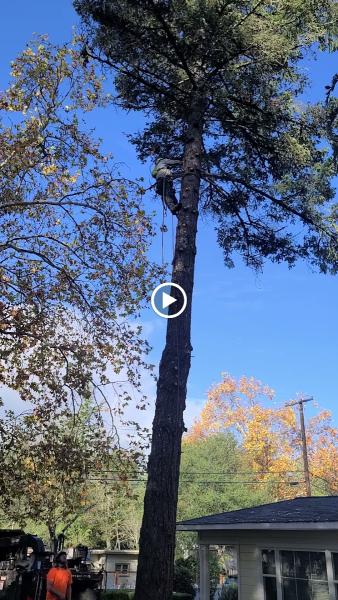 Slater's Tree Care