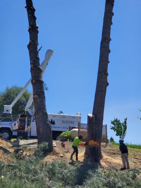 Slater's Tree Care