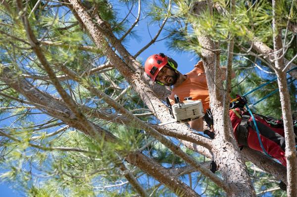 Johnson City Nexus Tree Service