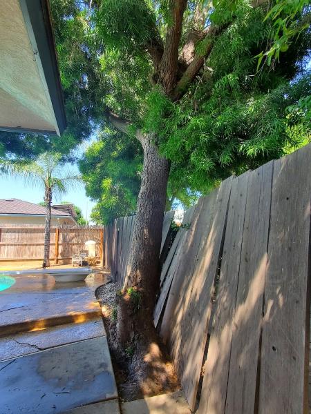 M & M Martin Tree Services