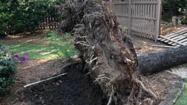 Montgomery Inc. Tree Service