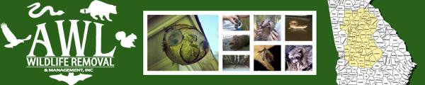 AWL Wildlife Removal & Management