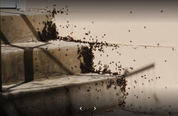 Donaldson Pest Control Services Inc