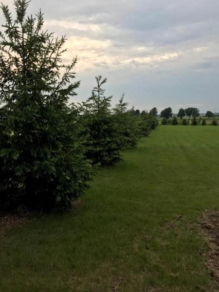 Kwik Shade Tree Service