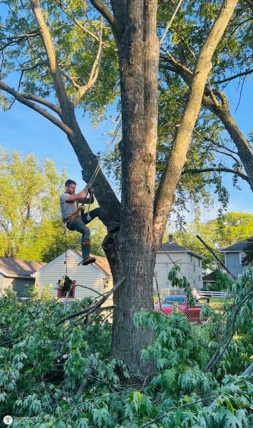 Elite Tree Removal