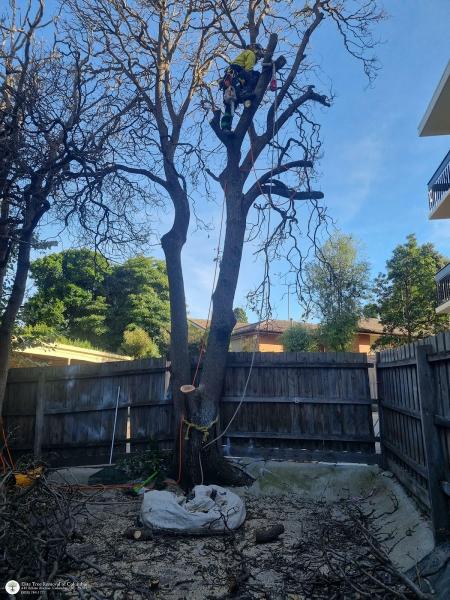 Elite Tree Removal