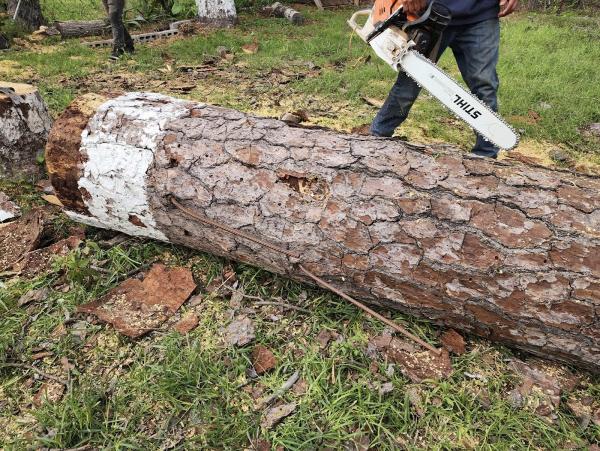 Elite Tree Removal