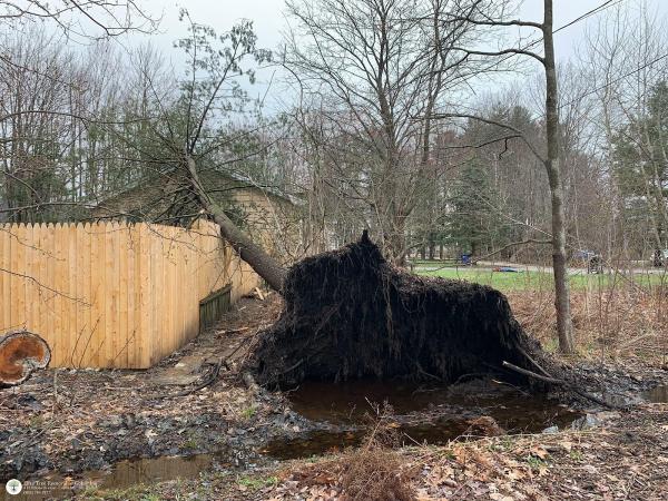 Elite Tree Removal