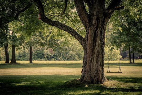 Murray Tree Care