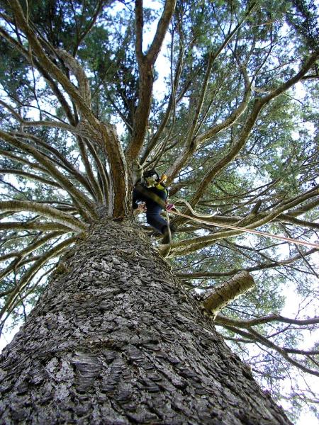 Murray Tree Care