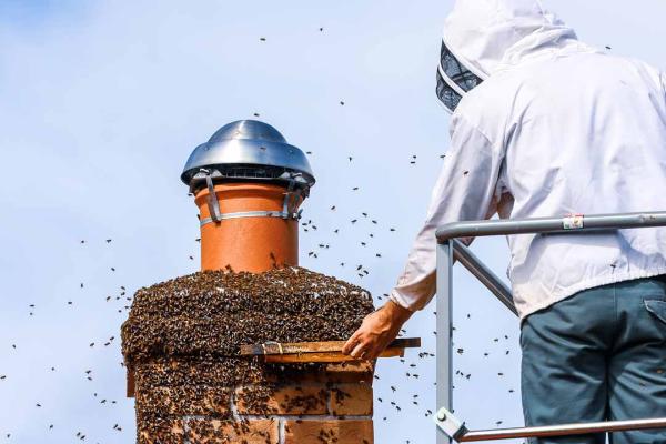 Expert Pest Control