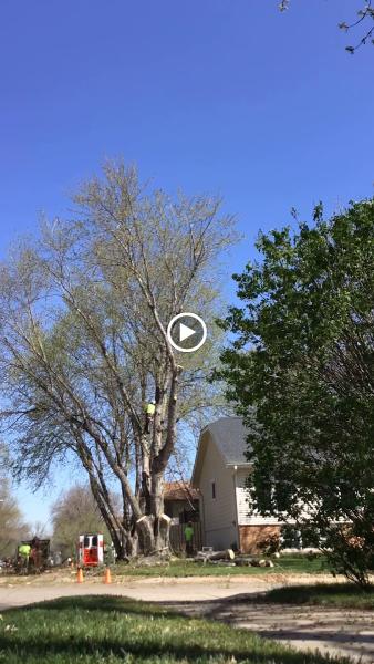 The Tree Surgeon