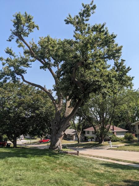 The Tree Surgeon