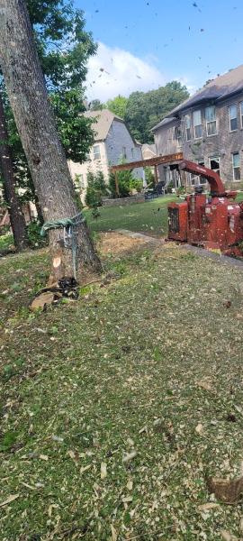 Little Bear Tree Service