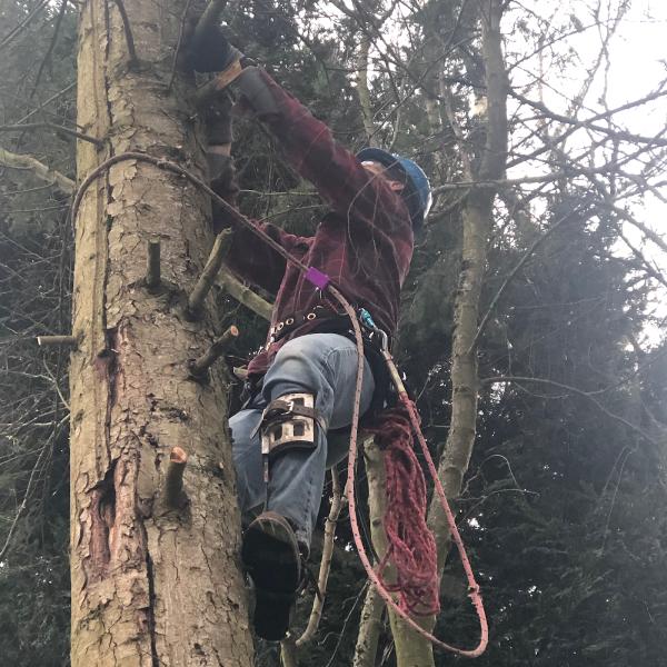 King Stump Grinding and Tree Removal