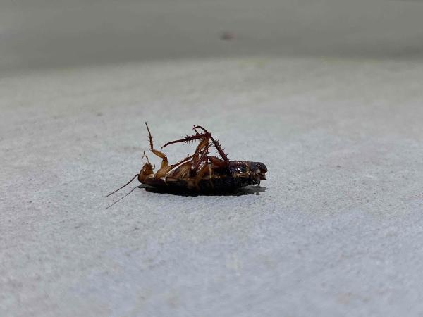 Southland Pest Control