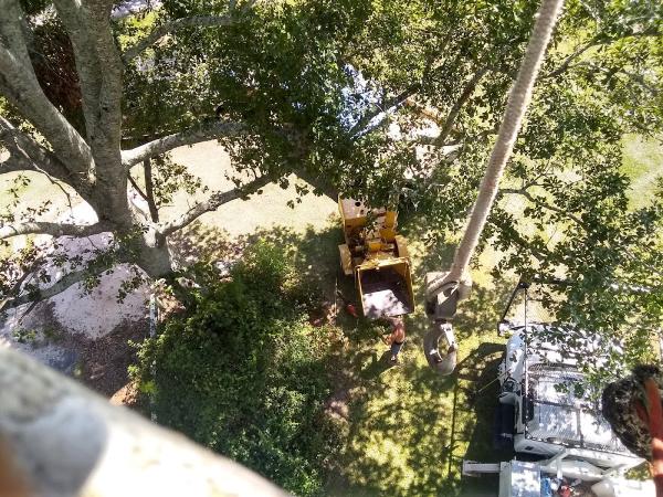 Great Southern Tree Service