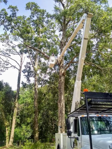 Great Southern Tree Service