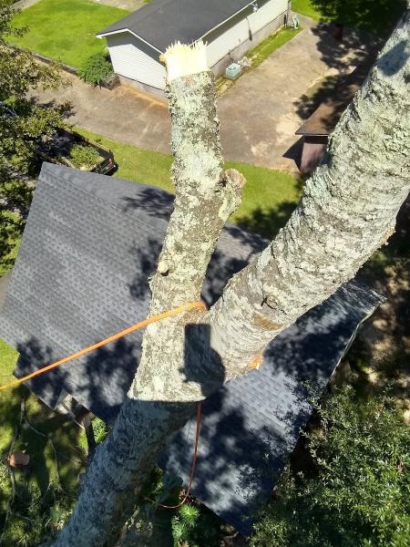 Great Southern Tree Service