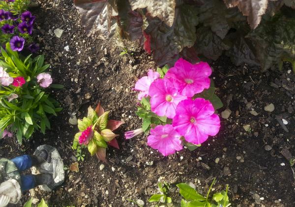 Garden Growers