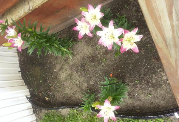 Garden Growers