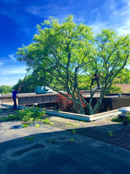 Kiel's Tree Care