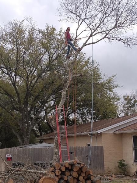 American Masters Tree Service