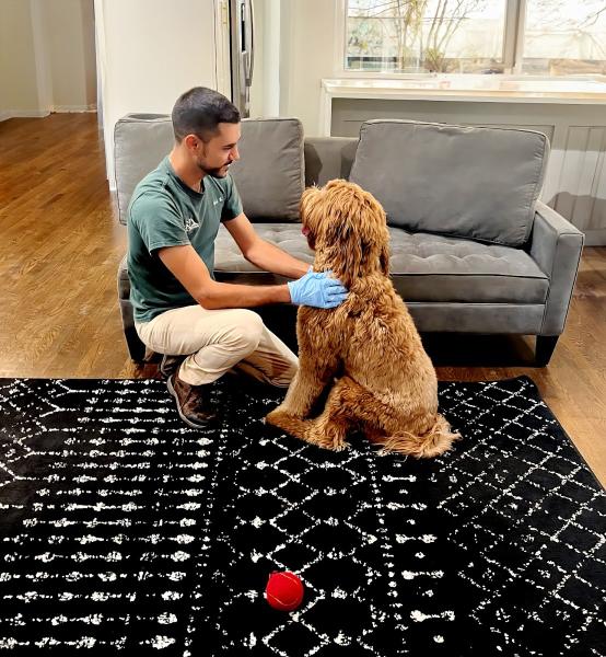 Go Carpet Cleaning