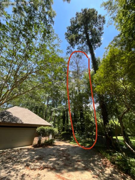 Tree Tech