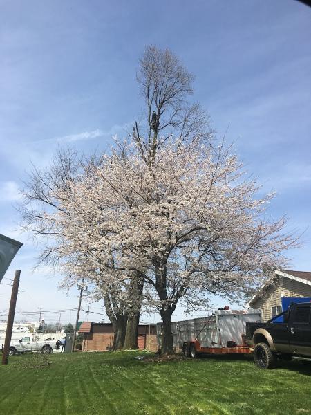 J.C Tree Service