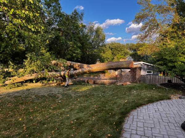 Minnesota's All Year Tree Care LLC