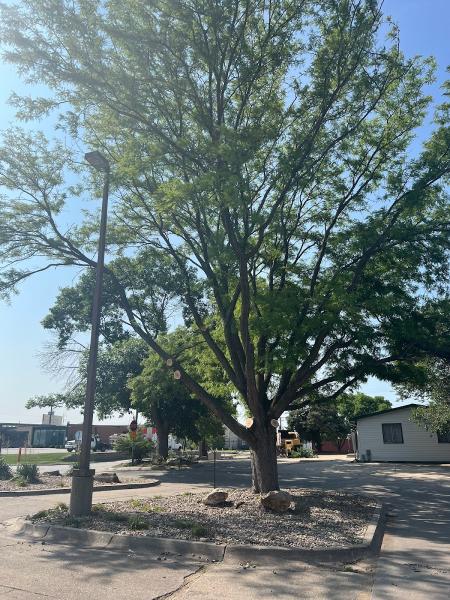 Tree Wise Men Professional Tree Care
