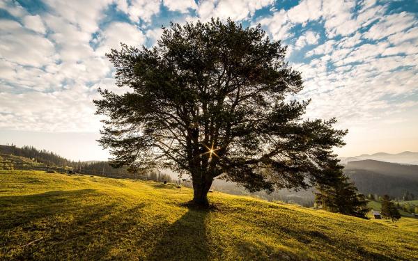 GE Tree Service
