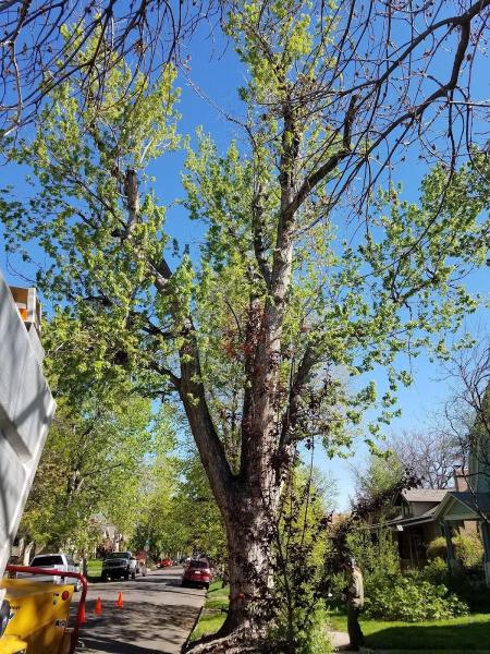 GE Tree Service
