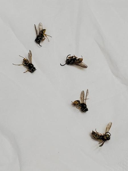 Rampart Pest Solutions