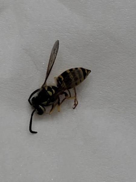 Rampart Pest Solutions