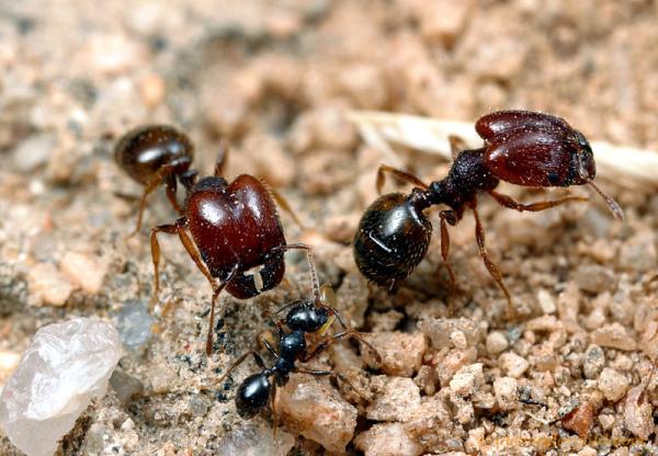 Antimidators Inc. Pest Control and Wildlife Removal