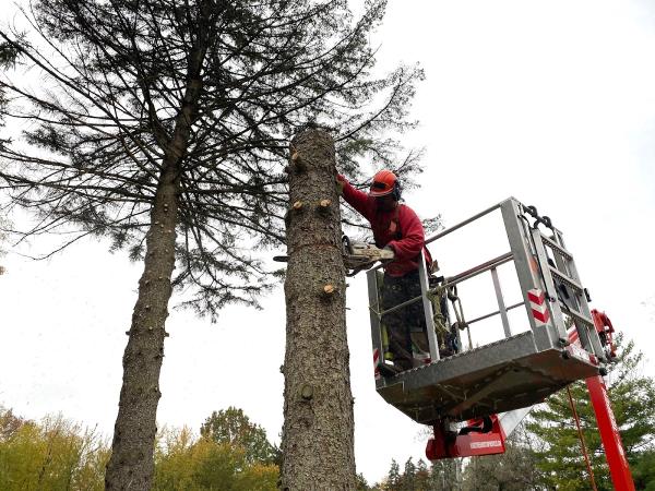 Mike's Tree and Stump Service
