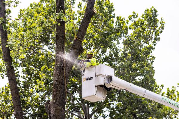PPM Tree Service & Arbor Care