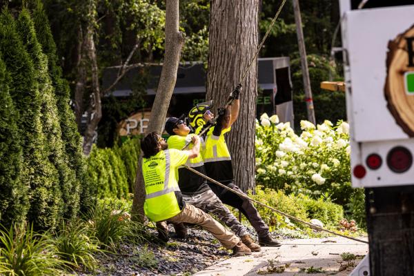 PPM Tree Service & Arbor Care