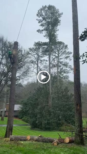 Guzman's Tree Services LLC