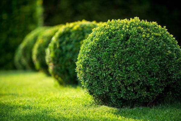 Go Green Landscape