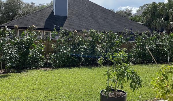 William Davis Tree Service