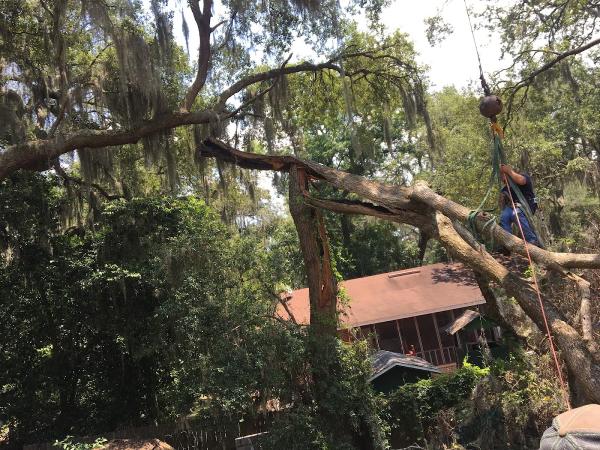 William Davis Tree Service