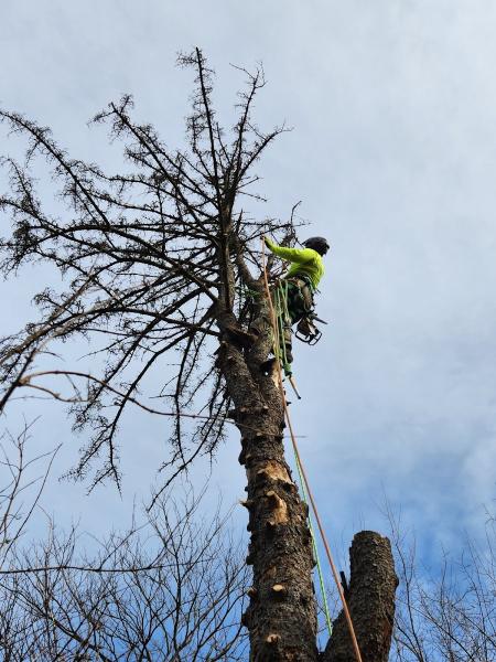 Green Spider Tree Service